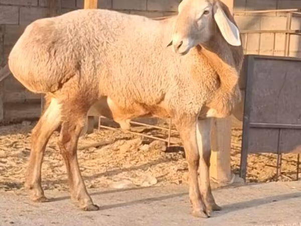 Ram, Hissar sheep