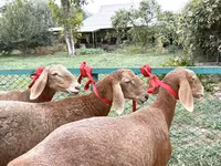 Owca, Arashan sheep — zdjęcie 1