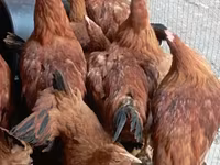 Chickens — Foto 2