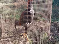 Chickens — फ़ोटो 4