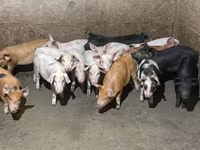 Säue, Schweine — Foto 2