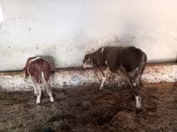 Buğa, Simmental cattle — foto 3