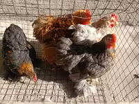 Pekin Bantam — photo 1
