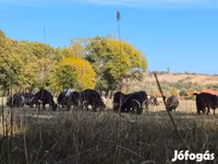 Vaca, Bovinos — foto 4