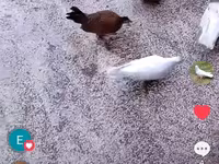 Chickens — الصورة 2