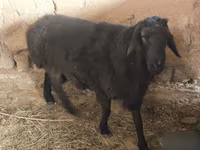 Widder, Hissar sheep — Foto 3