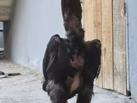 Shamo chickens — foto 6