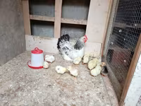 Chickens — foto 2