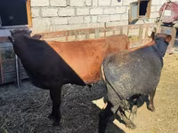 Toro, Ganado vacuno — foto 1