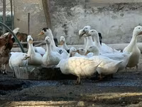 Ducks — photo 2