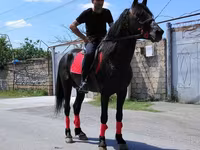 Atlar (partiya, cinsi göstərilməyib), Atlar — foto 2
