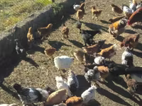 Chickens — photo 1