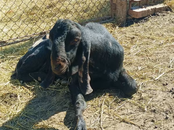 Keçi, Kamori goats
