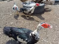 Ducks — Foto 3