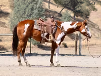 At, American paint horse — foto 5