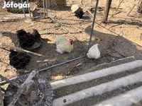 Pekin Bantam — foto 5