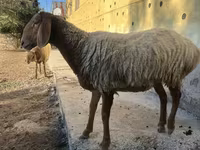 Oveja, Arashan sheep — foto 4