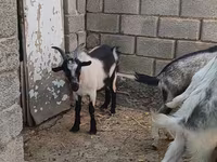 Keçi, LaMancha goats — foto 1