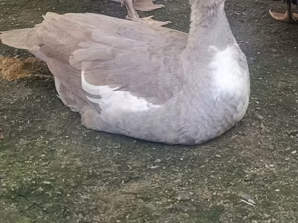 Ducks — Azərbaycan