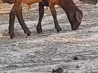 Qoyun, Blackheaded Persian sheep — foto 1