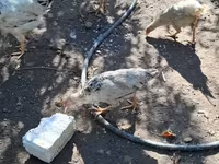 أدلر سيلفر — الصورة 4