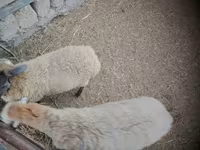 Sheep, Sheep — photo 1