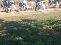 Buğa, Russian Black pied cattle — foto 1