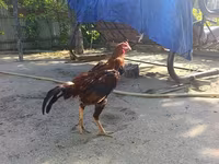 Chickens — photo 1