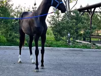 Hengst, Akhal-Teke — Foto 4
