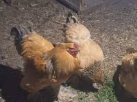 Brahma — Foto 1