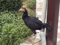 Chickens — photo 2