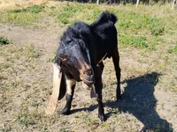 Keçi, Nubian Goat — foto 2