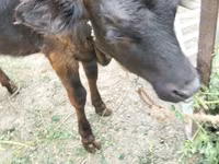 Vaca, Ganado vacuno — foto 2
