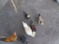 Japonský bantam — foto 2