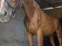 Aygʻir, Hungarian horse breed — 3-rasm