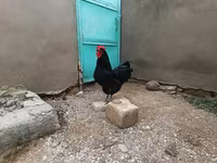 Chickens — الصورة 1