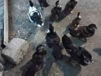 Ducks — photo 2