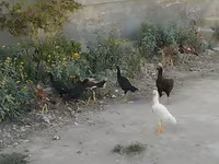 مالينس — الصورة 2