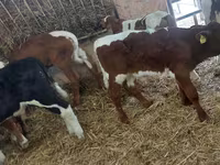 Buğa, Simmental cattle — foto 1