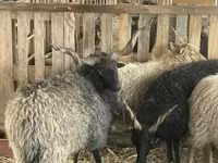 Carnero, Racka sheep — foto 5