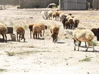 Sheep, Sheep — photo 6