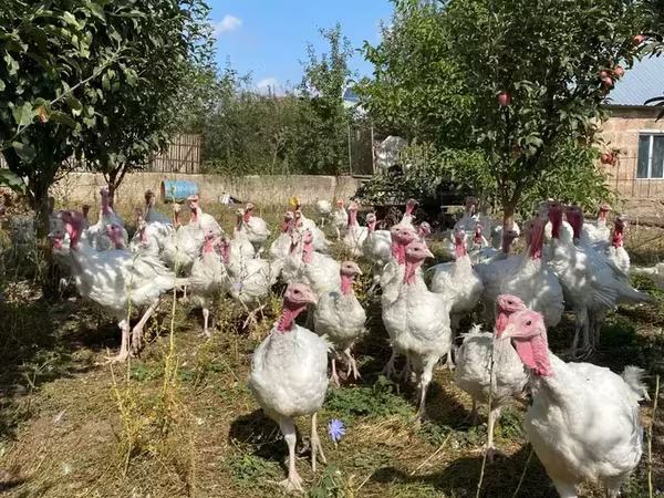 Turkeys — أرمينيا