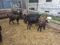 عنزة, Damask goat — الصورة 8