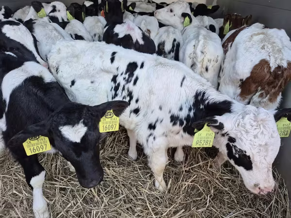 公牛, Simmental cattle