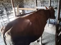 İnək, Simmental cattle — foto 3
