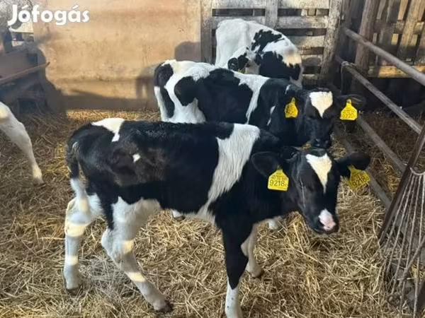 Byk, Russian Black pied cattle