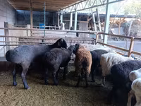 نعجة, Rhon sheep — الصورة 1