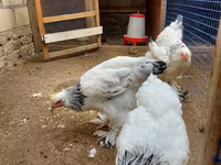 براهما — الصورة 4