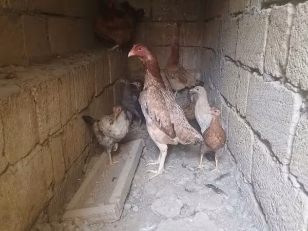 Chickens — Azerbaijan