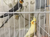 Məhsul: Nimfa (cockatiel) cütü və qəfəs dəsti Dişi ve Erkek, disi 6 — الصورة 1